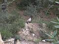 Fripouille 035